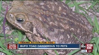 Bufo toad dangerous to pets [upl. by Redla]