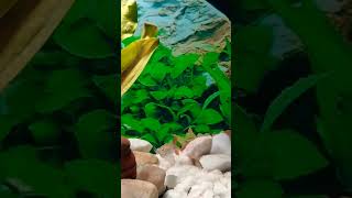 Guppy fish breeding time passing aquriamfish guppy [upl. by Aztiraj]