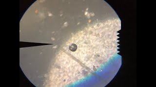 The Beginners Guide to Collecting Micrometeorites [upl. by Nahgeem]