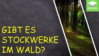 Lernvideo Stockwerke des Waldes [upl. by Nottage]