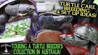 TOURING A TURTLE BREEDERS COLLECTION IN AUSTRALIA [upl. by Ahseenat]