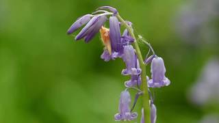 Hallerbos 24 april 2018 [upl. by Ritz897]