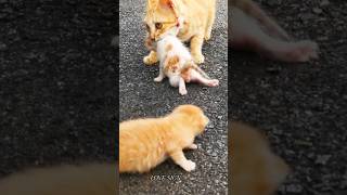 🌿motherhood 🙀new born kittens meowing sound 😽catsounds meowing shorts short youtubeshorts cat [upl. by Boor]