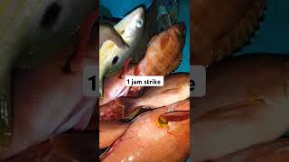 1 Jam strike guys ikan kakap merah [upl. by Leban]