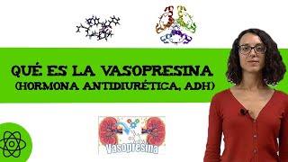 Qué es la vasopresina hormona antidiurética ADH 🧬 [upl. by Atived392]