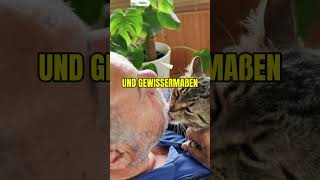 DESHALB leckt deine Katze deine Haare [upl. by Adnovad]