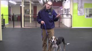 Remote Dog Training ECollar Introduction amp Recall [upl. by O'Driscoll789]