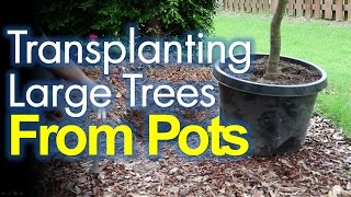 Transplanting Potted Trees Made Easy [upl. by Tormoria]