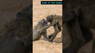 Baboon Battles The Chacmas Struggle for Survival [upl. by Zacharias]