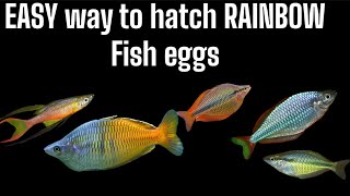 Easy way to hatch rainbow fish eggs and raise the fry [upl. by Joed]