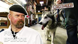 Debunking Dog Myths  MythBusters  Season 4 Episode 6  Full Episode [upl. by Chris]