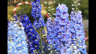 904  Winter ke khubsurat flower Larkspur Delphinium ko grow aur care karna How to grow Larkspur [upl. by Tandi]