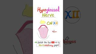 Hypoglossal Nerve  12th Cranial Nerve  CN XII  Neuroanatomy…science anatomy biology nurse [upl. by Rochell]