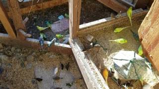 Aviary parakeets cockatiels finches singing food treatsplaying [upl. by Michelle]