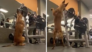 Dog hilariously squats alongside owner [upl. by Anson]