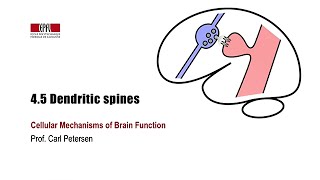 45 Dendritic spines [upl. by Brader]