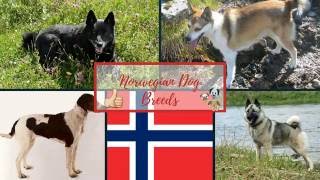 Norwegian Dog Breeds [upl. by Ethyl612]