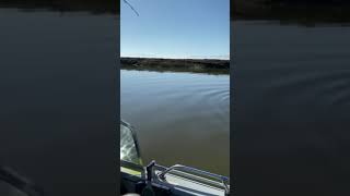 Alviso Slough BIG STuRGeON [upl. by Kovacev]