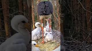 The insane of Mother bird feeding baby real life bird lifecharmingbird nestShorts  BirdNesting [upl. by Saidel]