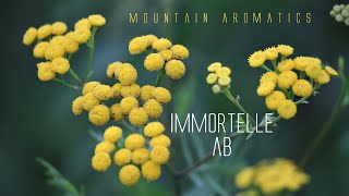 IMMORTELLE ABSOLUTE  Making Your Own Natural Fragrances [upl. by Treacy]