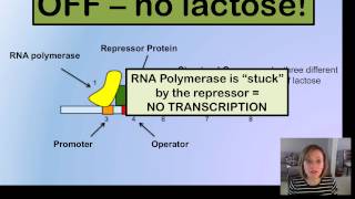 Prokaryotic Gene Expression [upl. by Herrera515]