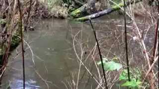 Kennedy Creek Mason County WA  Chum Salmon Run November 2013 [upl. by Niccolo916]