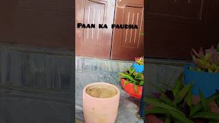 Pan ka paudha kaise lagaenytpartner houseplants viralshort gardenplants song houseplants [upl. by Rennug135]