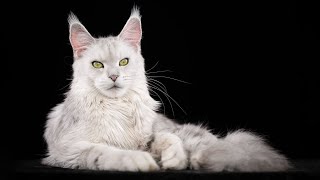 Our silver shaded Maine Coon Princess [upl. by Stanzel713]