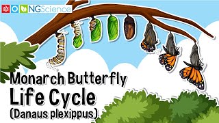 Monarch Butterfly Life Cycle Danaus plexippus [upl. by Eilatam]