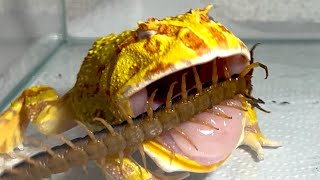 A pacman frog angry at a large centipede【WARNING LIVE FEEDING】 [upl. by Publea]