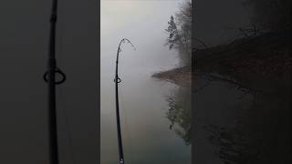 Dirt Shallow Topwater Largemouth on Lake Lanier [upl. by Opiak]