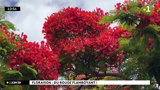 L’été est là les flamboyants sont en fleurs [upl. by Einapets851]