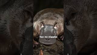 The DuckBilled Platypus shorts animalfacts [upl. by Reo959]