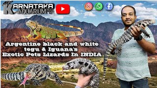 Argentine Black and White Tegu amp Iguanas  Exotic Pets Lizards In INDIA  exotic reptile india [upl. by Cirded]