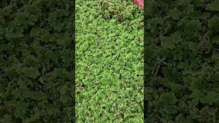 അസോള 🌱 Azolla azolla cookshore agriinfotalks agriculture aquarium gardening feed [upl. by Iarahs186]