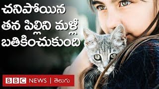 Pet Cloning చనిపోయిన తమ పెంపుడు జంతువులకు టెక్నాలజీతో తిరిగి ప్రాణం పోస్తున్నారు  BBC Telugu [upl. by Pattin]