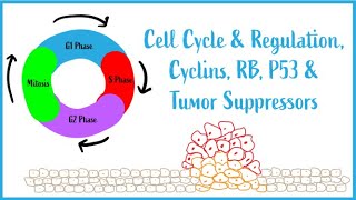 Cell Cycle amp Regulation Mitosis Cyclins RB P53 amp Tumor Suppressors USMLE Esssentials [upl. by Bird]