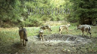 Vlčia svorka pri horskom kalisku [upl. by Mossolb]