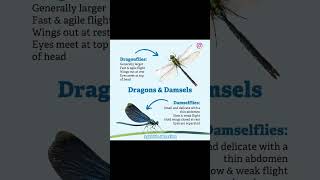 Dragonflies vs Damselflies shorts entomology [upl. by Hsirrehc]