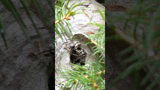 Bald Faced Hornets Daily Nest 419 [upl. by Raynold]