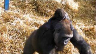 Baby Gorilla at Howletts Wild Animal Park [upl. by Ainirtac]