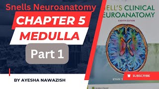 Snells Neuroanatomy I Medulla part 1  Chapter 5  Dr Najeeb lecture summarized [upl. by Ammeg]