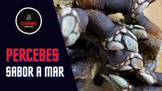 Pollicipes  Goose Bernacles  Percebes  Marisco de Luxo  como comer pedaços de Mar Cozinhómio [upl. by Ehttam]