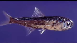 Facts The Lanternfish [upl. by Arrec]