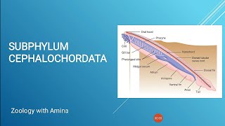 Phylum Chordata Subphylum Cephalochordata [upl. by Atikat84]