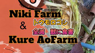 トウモロコシ全滅（害獣被害） Niki Farm＆Kure Aofarm 2024717 [upl. by Seema525]