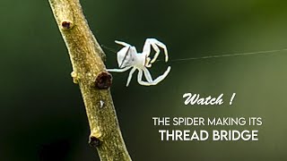 Watch The Spider Making its Thread Bridge [upl. by Yentruoc]