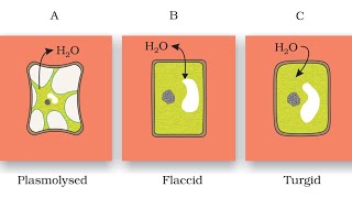 PlasmolysisEasily explainedHindi [upl. by Arrik]