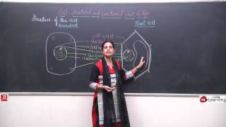 Cell Structure amp Function for Class 8th  0311 [upl. by Asiral]