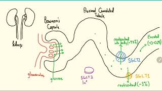 SGLT2 Inhibitors Explained in 3 Minutes [upl. by Russo]